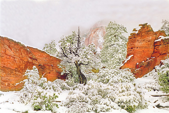 Snow in Zion #646.19