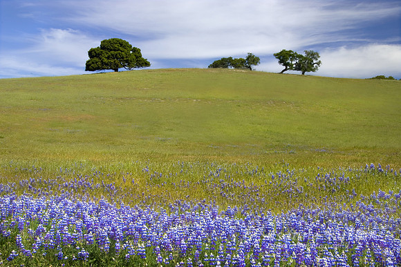 Lupines and Oaks #005