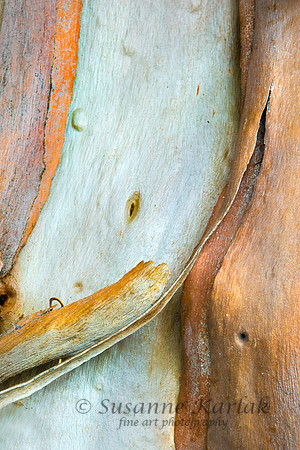 Emerging Trunk (Eucalyptus) #172