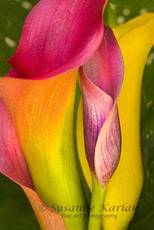 The Calla Family #141