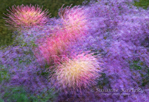 Monet's Garden 8034