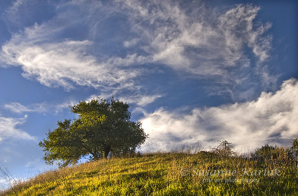 Oak, Hill and Sky #062