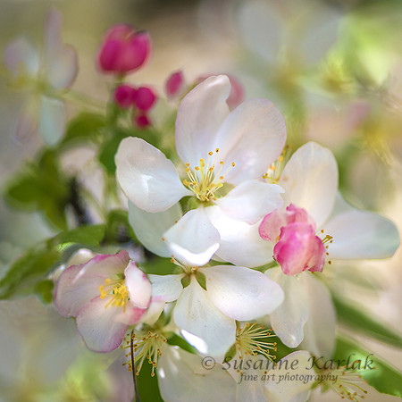 Cherry Blossoms #9700