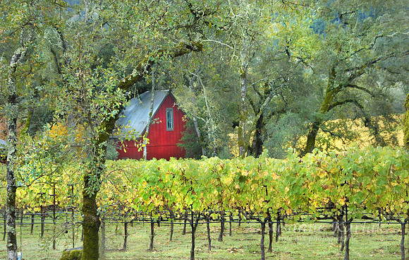 Vineyard and Red House #317
