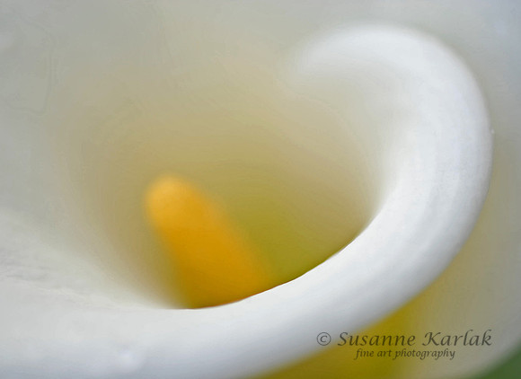 Painterly White Calla Lily #45