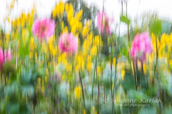 Monet's Garden 7988