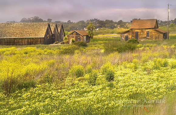 Carmel Barns and Mustard #6808