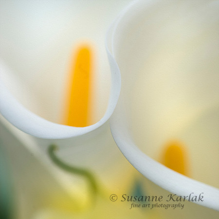 Delicate Callas #8781
