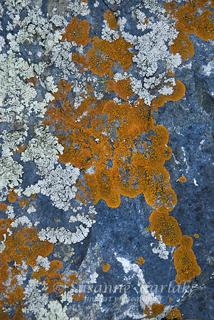 Lichen under Oak Tree #316