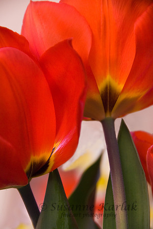 Translucent Tulips #518