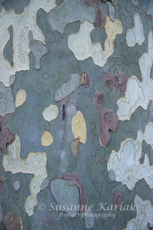 Arles; Bark of Plane Tree