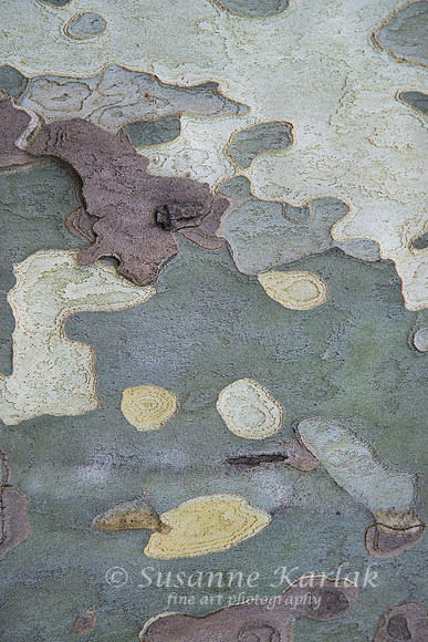 Arles; Bark of Plane Tree