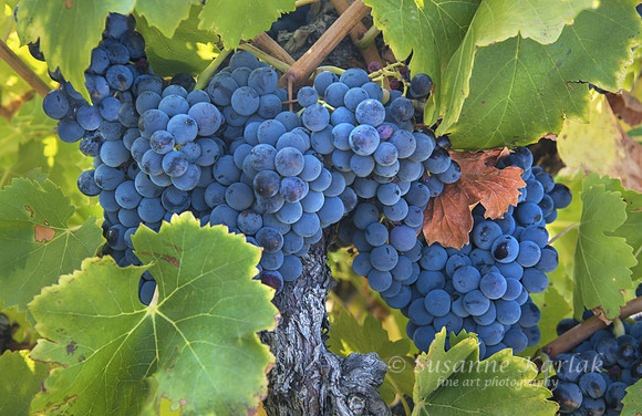 Gordes; Vintage Cabernet
