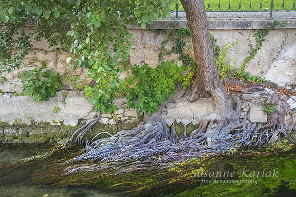Isle sur la Sorgue; Roots