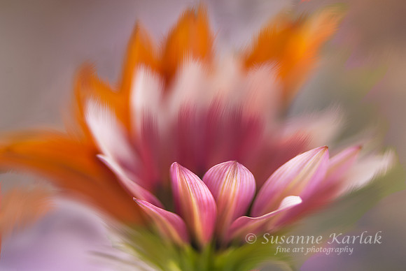 Painterly Gazania