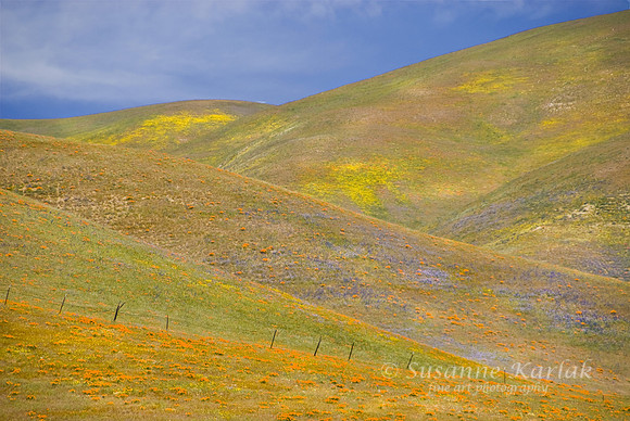 California Spring Hills #008