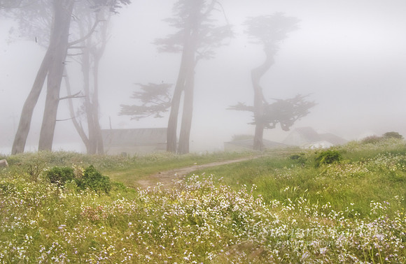 Pt. Reyes Fog #255