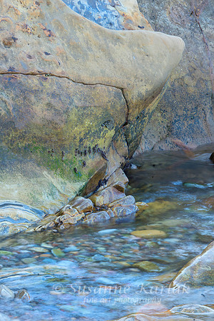 Point Lobos #3759
