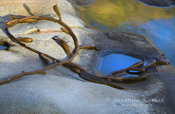 Pt. Lobos Kelp #261