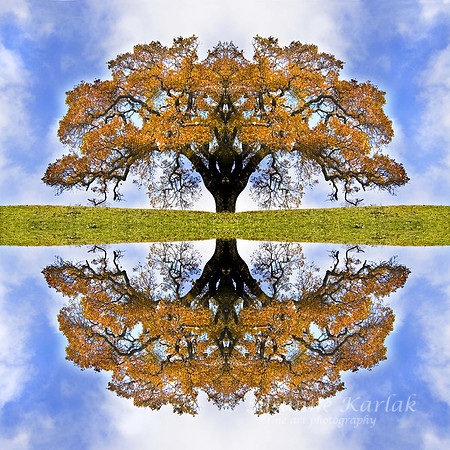 Autumn Oak