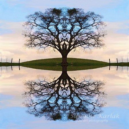 Winter Oak