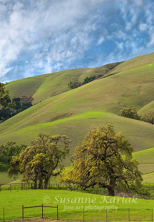 California Spring #8048A