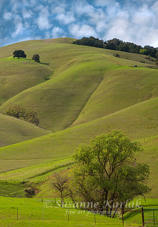 California Spring #8048B
