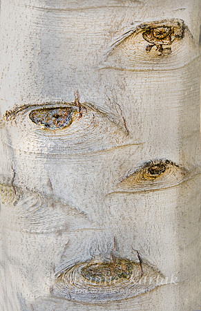 My Eye on You #006