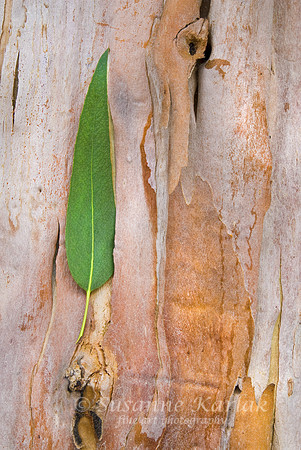 Eucalyptus Bark and Leaf #151
