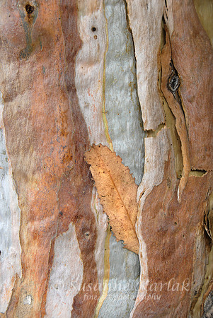 Eucalyptus Bark and Leaf #167