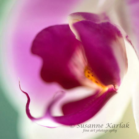 Orchid Soul #5016