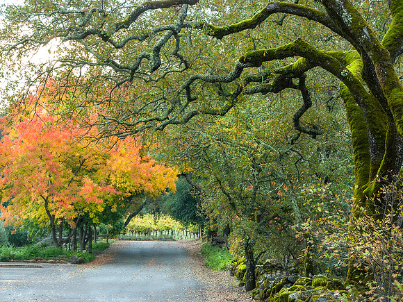 Napa Path #315