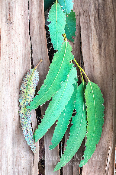 Eucalyptus Design #5388