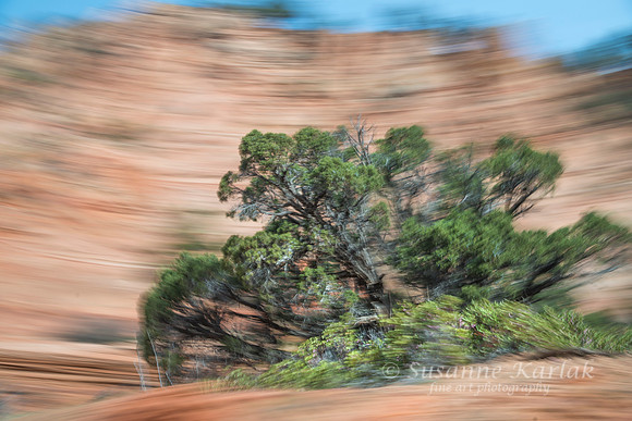 Zion in Motion #3428