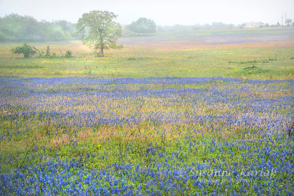 Wildflowers in Fog #9363