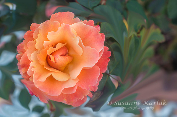 Painterly Rose #2815