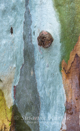 Eucalyptus Trunk #2176