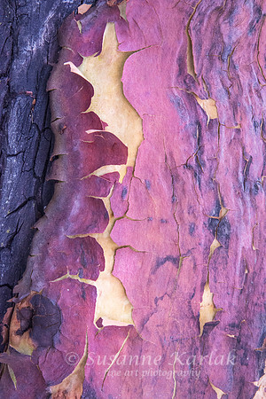 Madrone Texture (#7649)