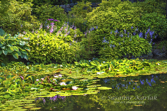 Lily Pond (#6555)
