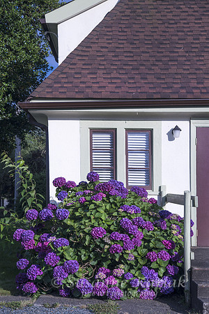 Hydrangea Colors #7816