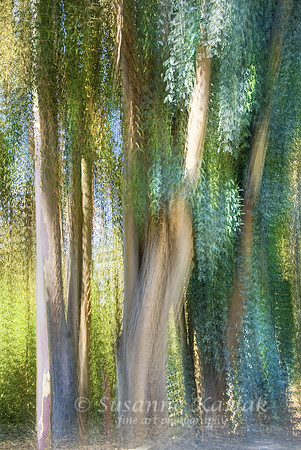 Painterly Eucalyptus Grove (#0063)