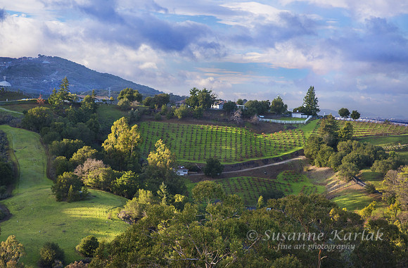 "Tuscan" California (#5213)