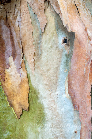 Eucalyptus Art #2174