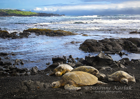 Green Turtles on Black Sand #4587
