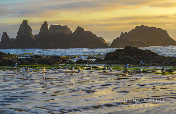 Oregon Coast #3833