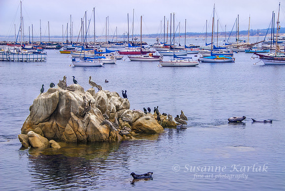 Monterey Harbor #015
