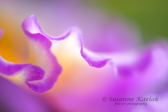Orchid Lace #472