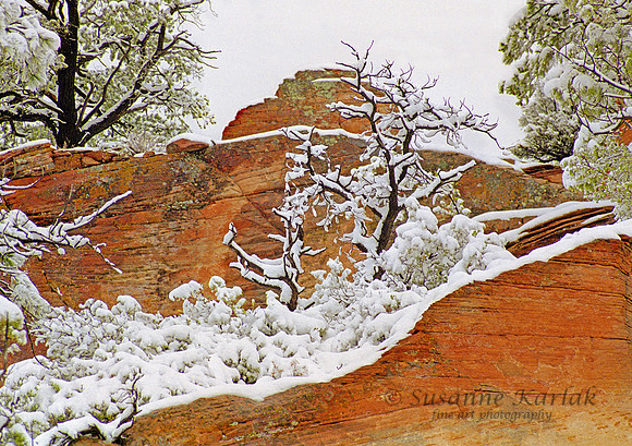 Snow and Zion #649.24
