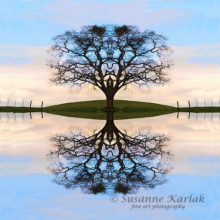 Winter Oak #150