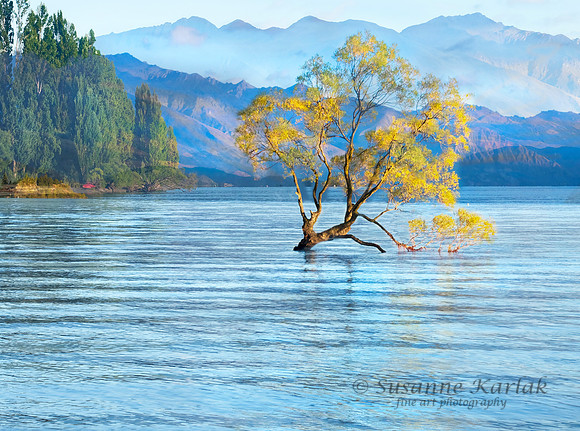 Wanaka Tree, New Zealand #466.3